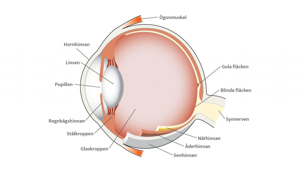 Ögats anatomi i genomskärning