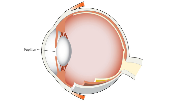 Pupillen är en öppning i regnbågshinnan.